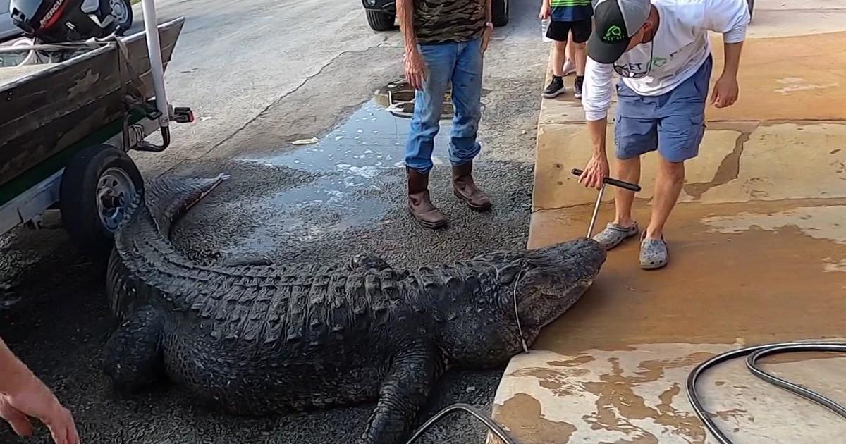 Hunters capture 920-pound ‘beast’ of a gator in Orlando-place lake
