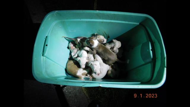 At least half a dozen pit bull puppies in a green plastic container. 
