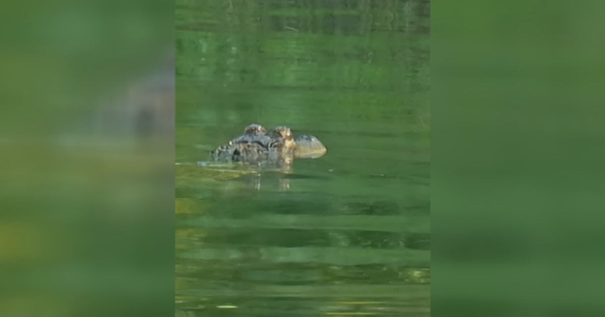 Kiski Township looking to pass law that would regulate keeping gators as pets Kiski Township looking to pass law that would regulate keeping gators as pets