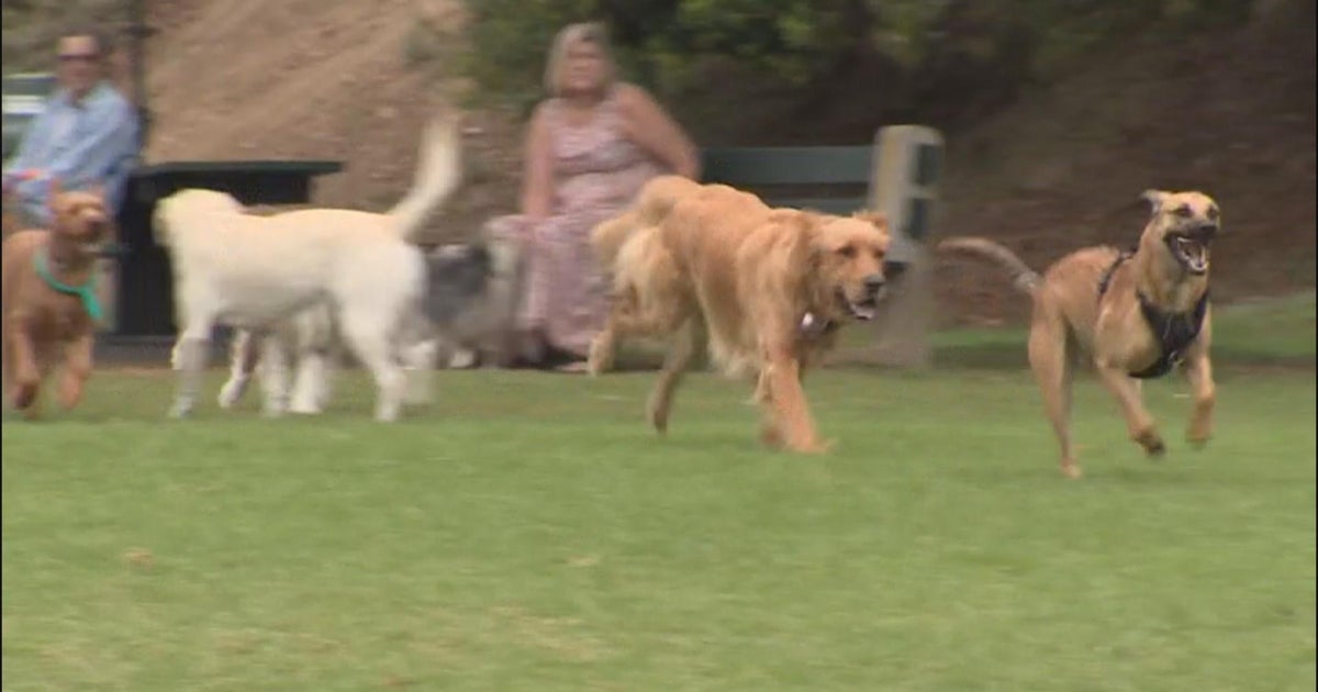 Laguna Beach passes ordinance regulating dogs' barking CBS Los Angeles