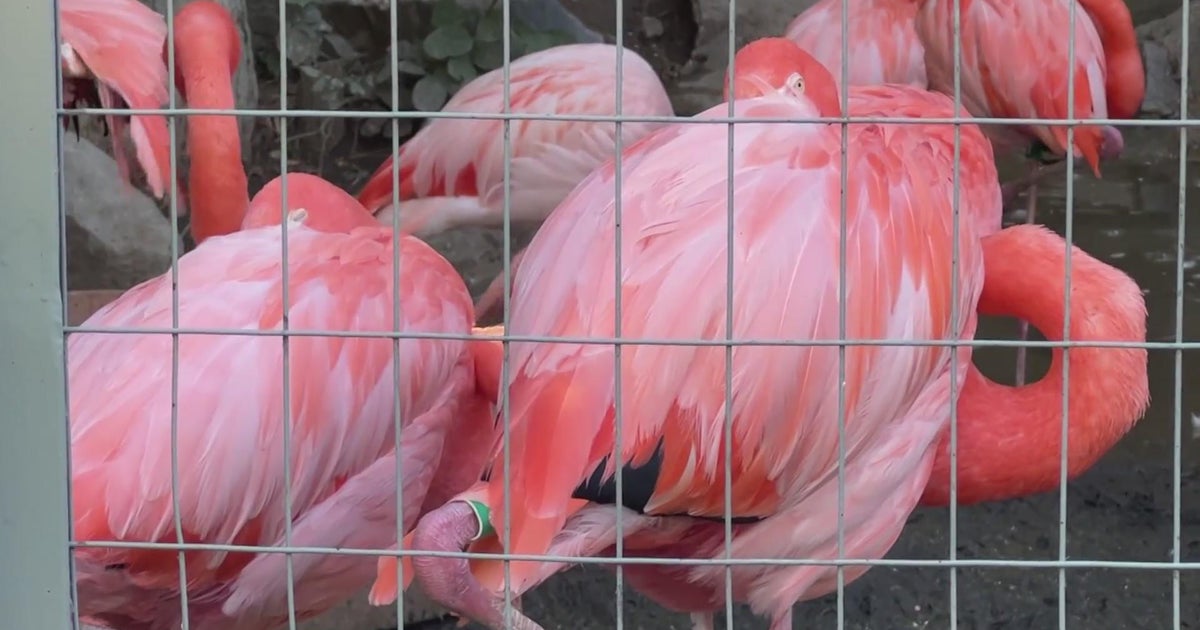 Shake a tail feather at the Denver Zoo Flock Party CBS Colorado