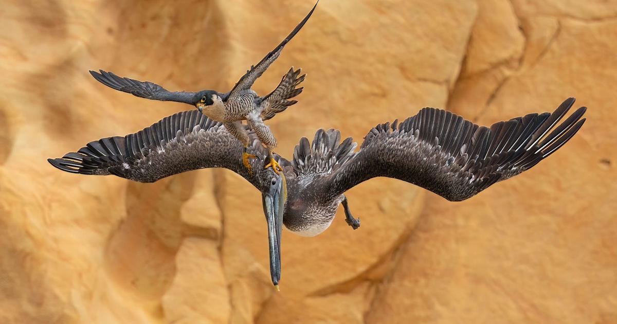 Shot of falcon's mid-air strike wins top global bird photography award