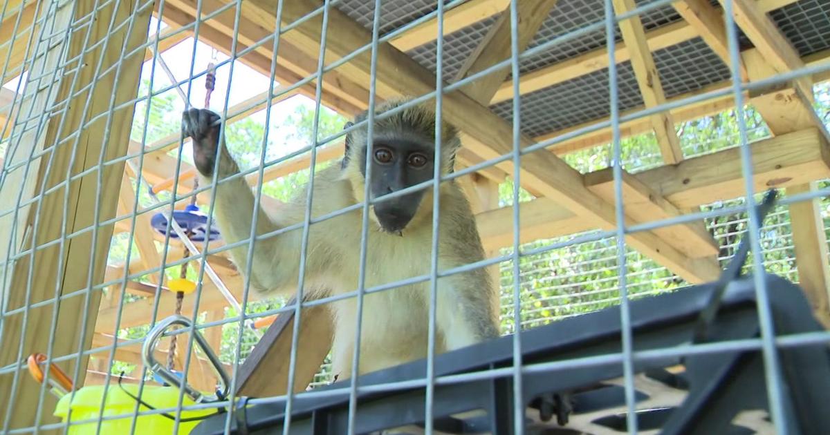 South Florida biologist operates Dania Seashore sanctuary for vervet monkeys