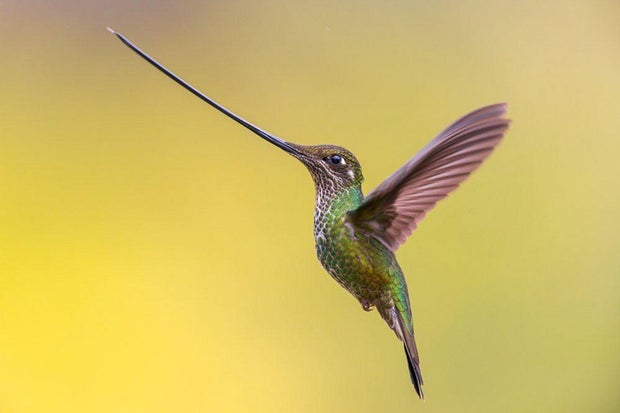birdpoty23-humming-bird.jpg