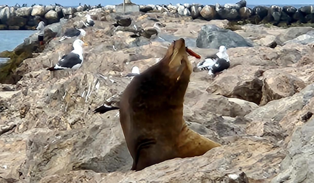 Influx of sea lions just a start, News