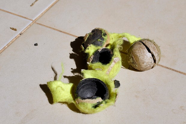 Tennis balls destroyed by the dog.