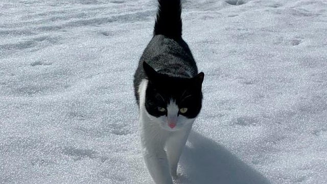 lucky-kitty-leo-cat-juneau-alaska.jpg