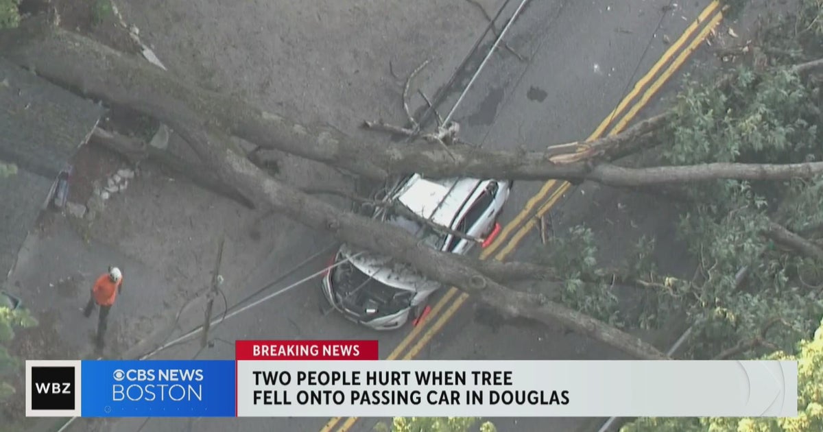 Tree falls on car on South Street in Douglas - CBS Boston