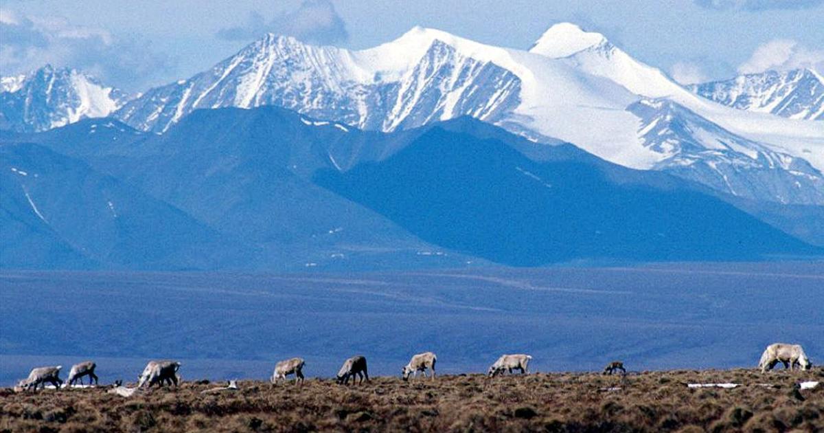 Several Alaska Arctic Refuge oil and gas leases sold late in Trump's term scrapped by Biden administration
