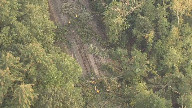 Acton trees on tracks