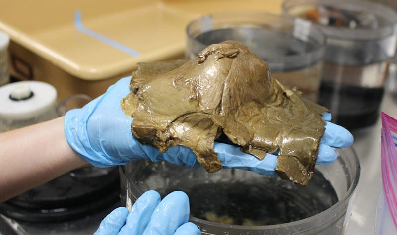 lab-orb-specimen-800.jpg 