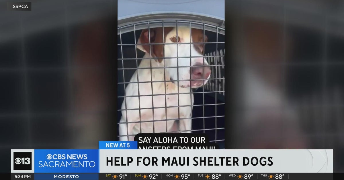 Sacramento SPCA steps up to help animal shelters in Maui