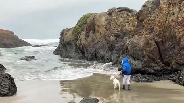 Dog on the Beach 