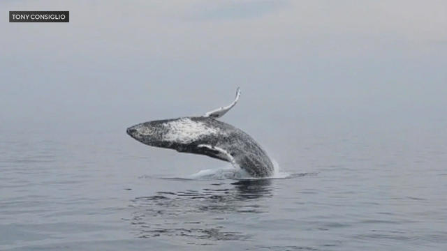 whale-breach-ptown.jpg 
