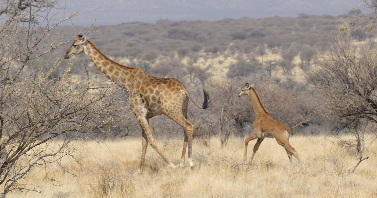 Another spotless giraffe has been recorded – this one, in the wild