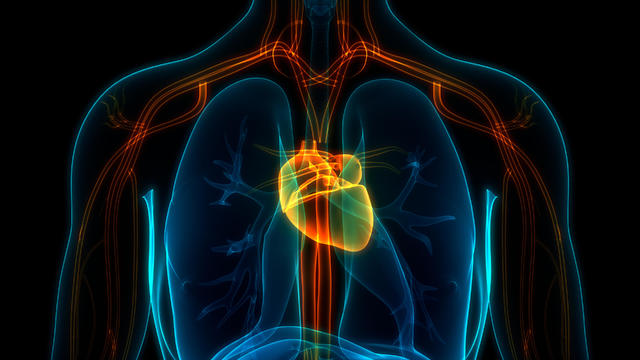 Human Circulatory System Heart Anatomy 