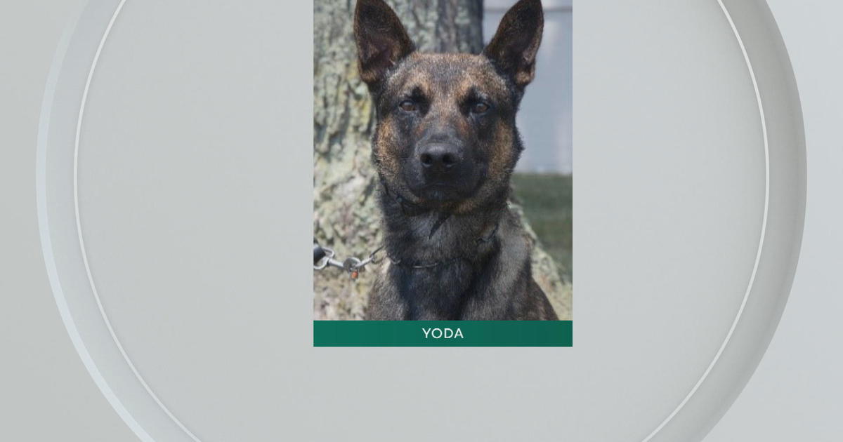 Meet Yoda, the dog who helped law enforcement catch Danelo Cavalcante