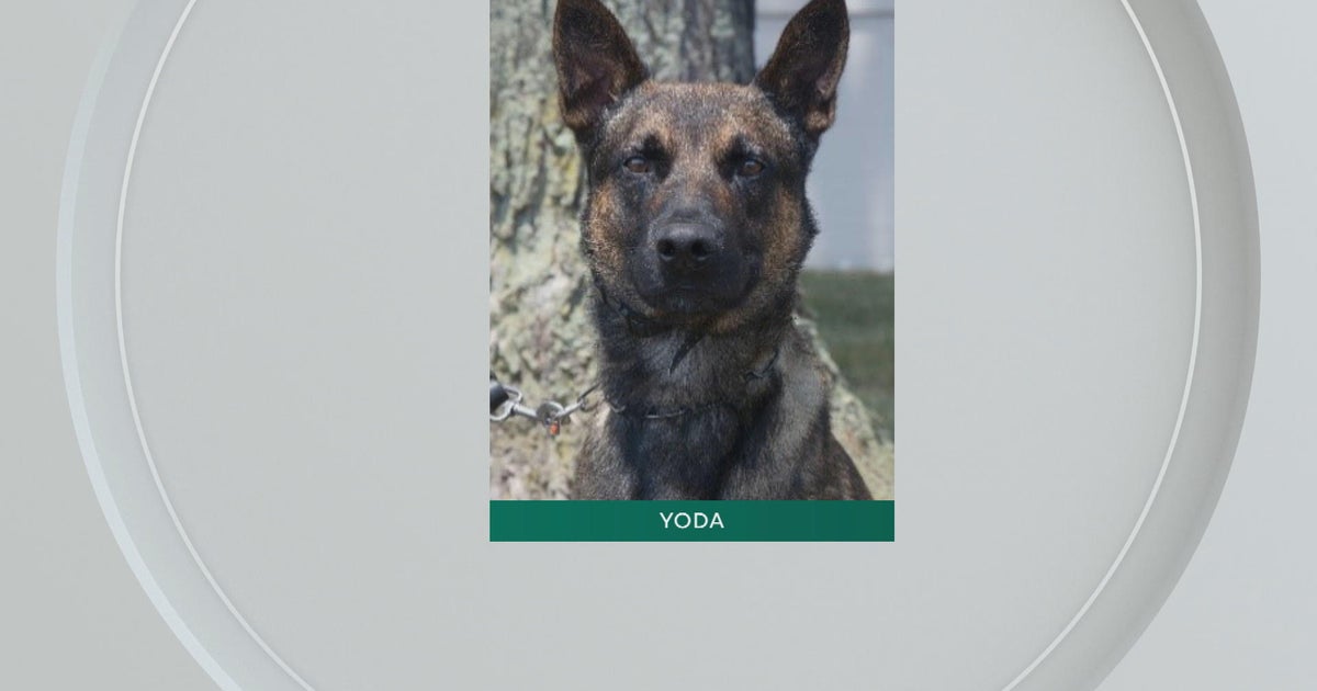 Meet Yoda, the dog who helped law enforcement catch Danelo Cavalcante Meet Yoda, the dog who helped law enforcement catch Danelo Cavalcante