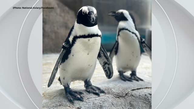 kdka-national-aviary-new-penguin-perry.png 