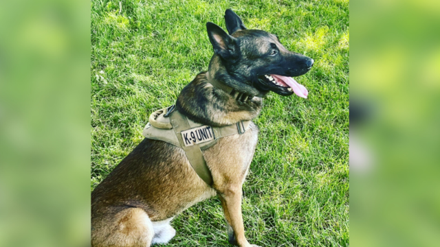 Hi, Bucco: Meet the Pittsburgh Pirates' team dog - CBS Pittsburgh