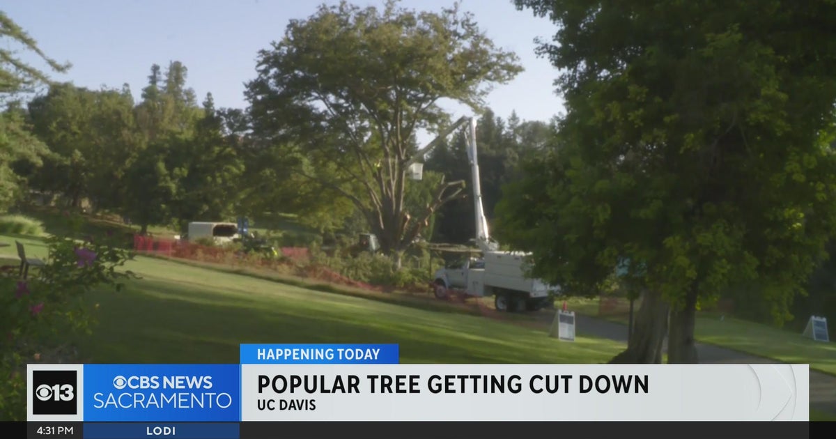 Iconic tree along picturesque stretch of UC Davis Arboretum cut down