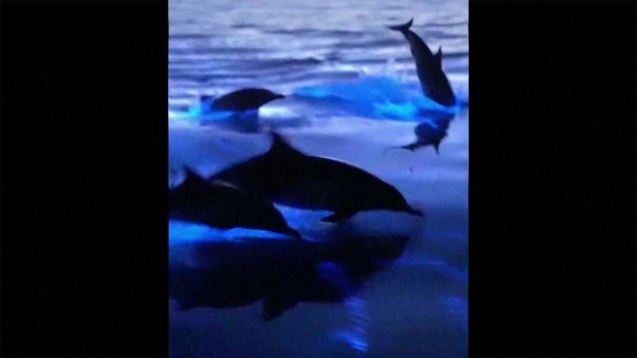 cbs dolphins live