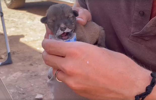 Team covering the Morocco earthquake finds a tiny puppy alive in the rubble
