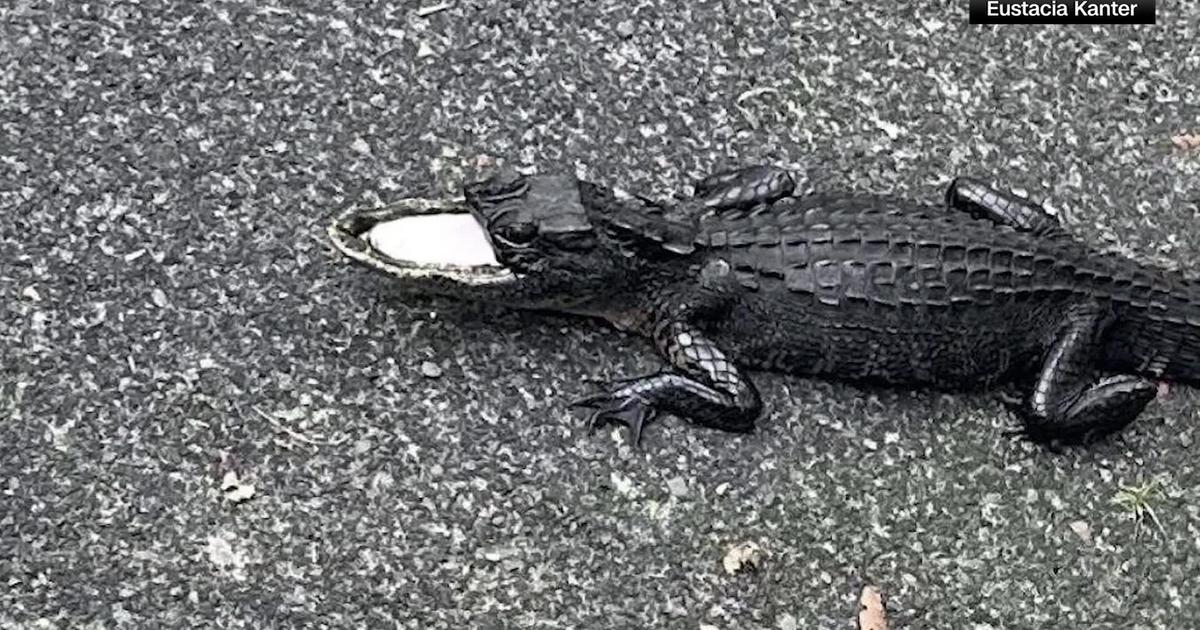 Florida alligator with best 50 % of its jaw lacking safely rescued