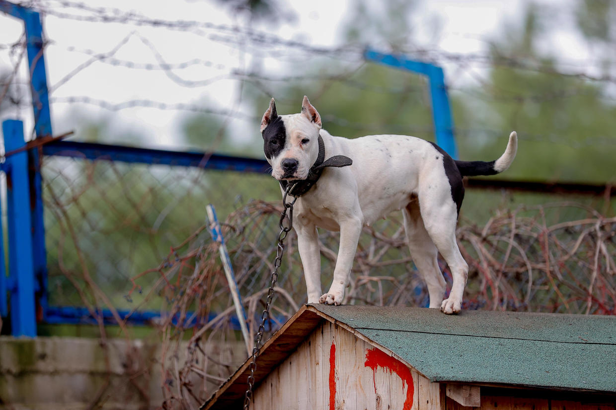 Sep 15 U K Leader Vows To Ban American Bully XL Dogs Danger To Our   American Bully Xl 1237470529 