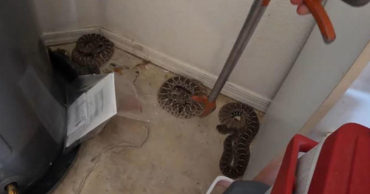 An Arizona homeowner called for help when he saw 3 rattlesnakes in his garage. It turned out there were 20.