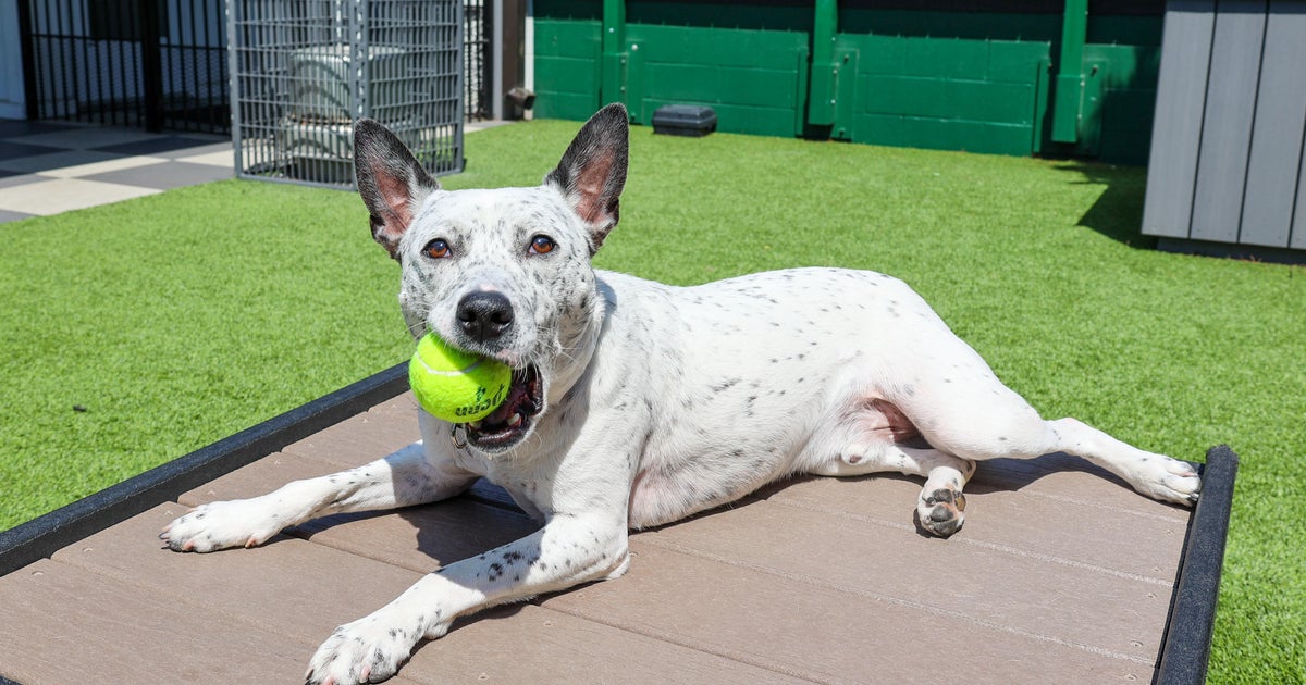 PAWS Pet of the Week: Smitty - CBS Chicago