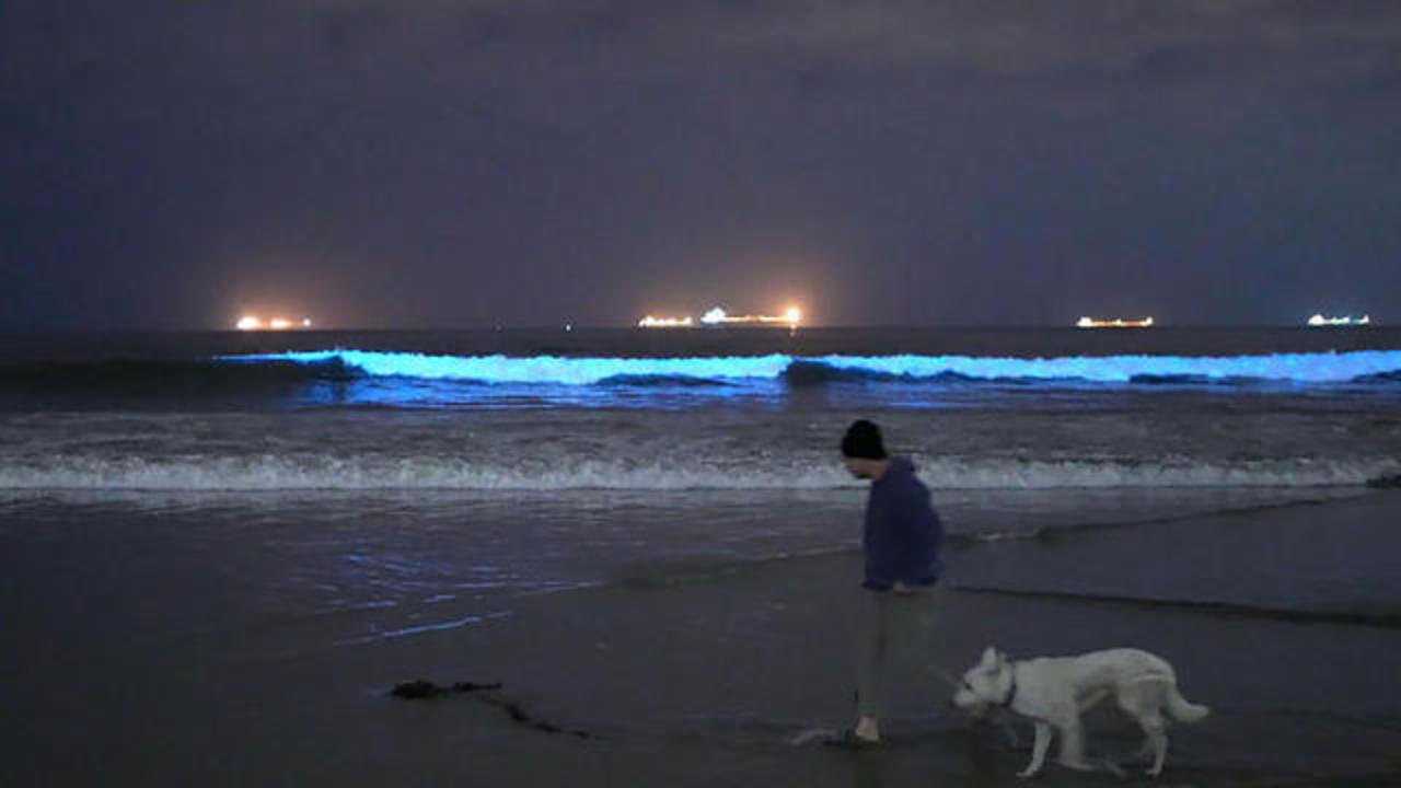 Glowing bioluminescence waves were spotted in Southern California again