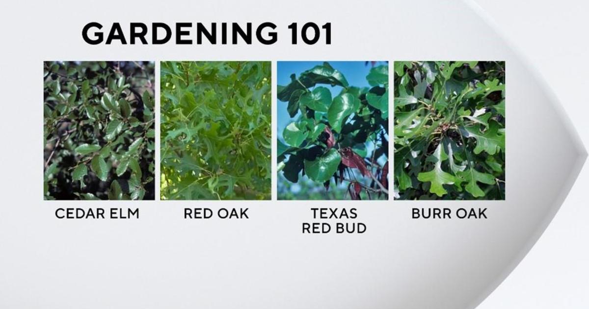 Gardening 101 Heat Resistant Trees CBS Texas   Picture1 