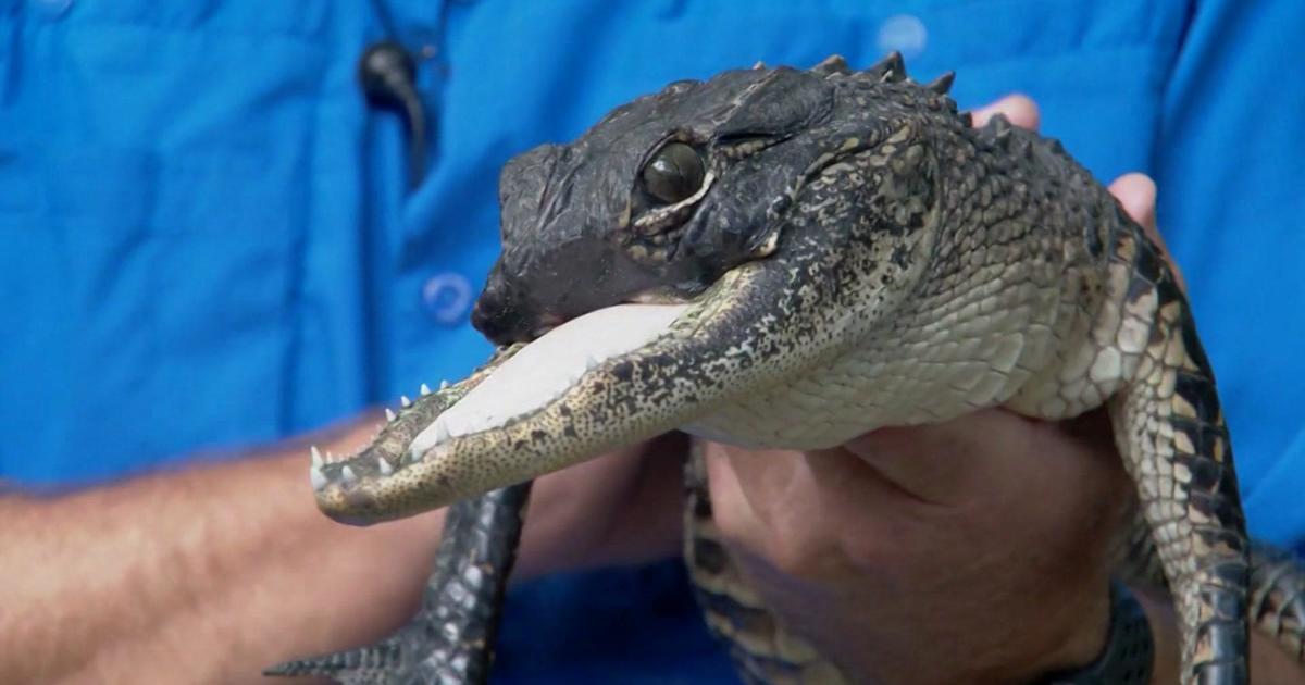 Gator with lacking higher jaw finds new dwelling in Florida reptile park