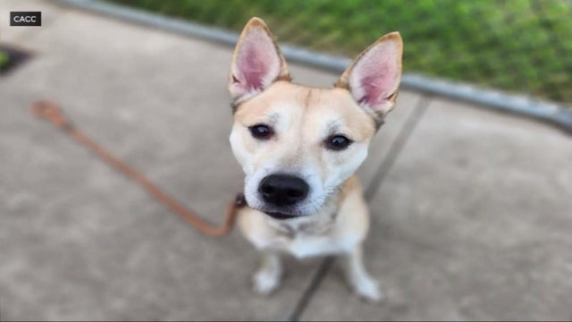 CACC Adoption Fees Waived 