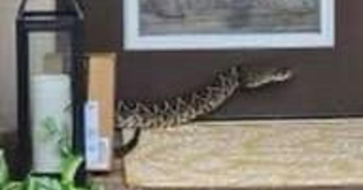 Amazon driver in "very serious condition" after she's bitten by highly venomous rattlesnake while dropping off package in Florida