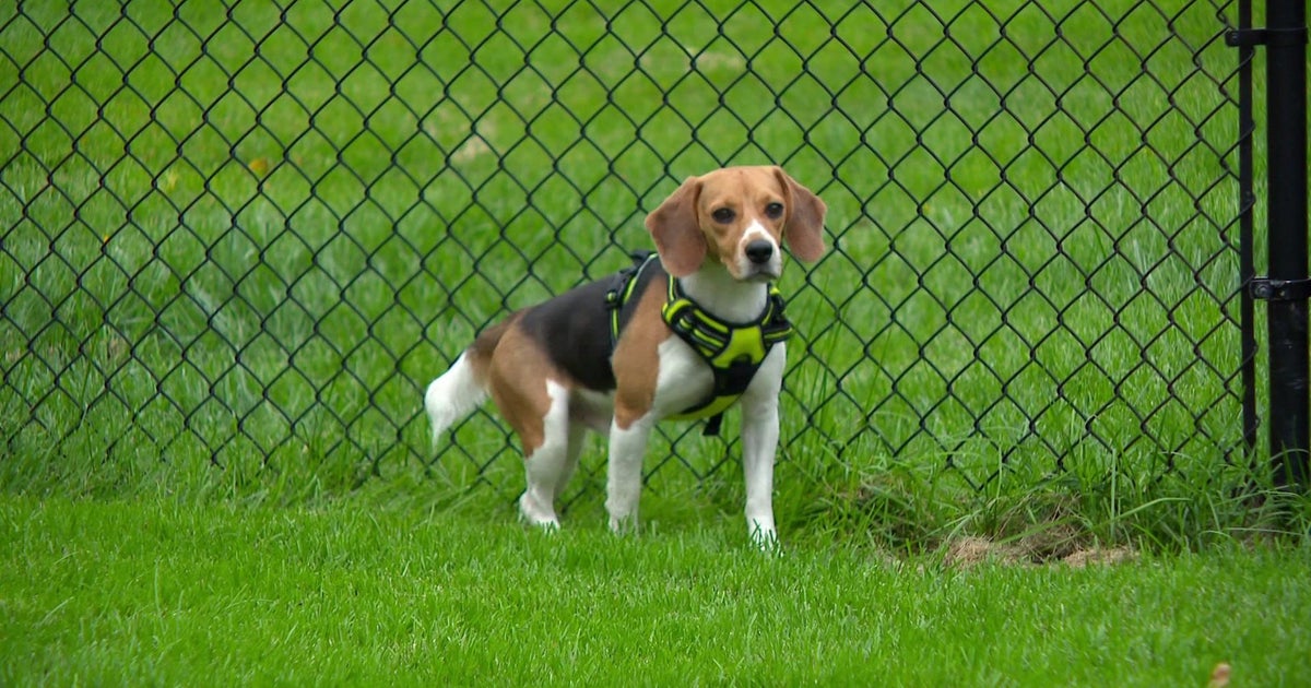Beagles rescued from Midwest laboratory explore yard for first time in Twin Cities Beagles rescued from Midwest laboratory explore yard for first time in Twin Cities