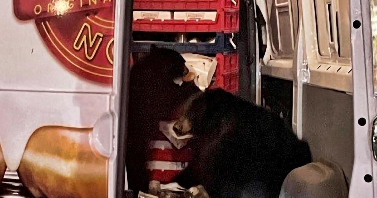 Bears caught on camera raiding Krispy Kreme doughnut van at Alaska military base: "They don't even care"