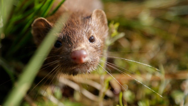 Belarus Wildlife