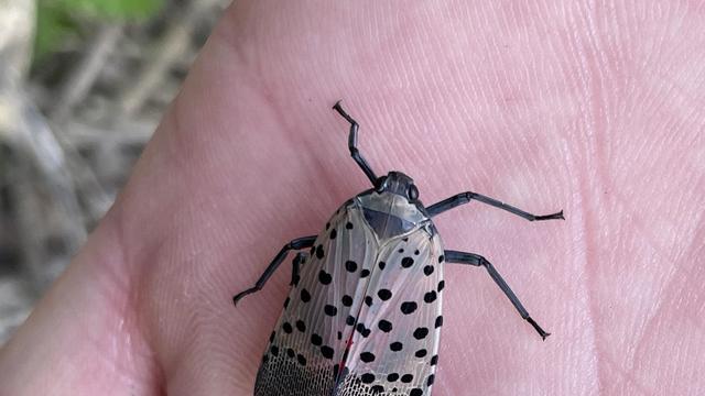 Spotted lanternfly lookout in Michigan 