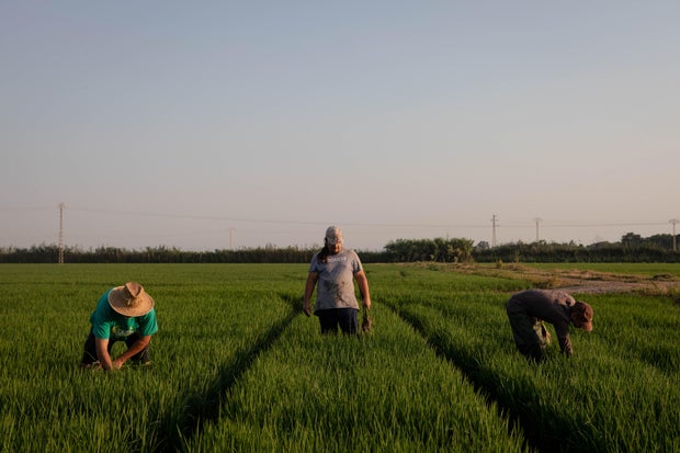 Spain hailstorm destroys nearly $43 million worth of crops as it hits nearly 100% of some farmers' harvests