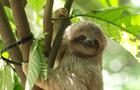 Sloth in Costa Rica 