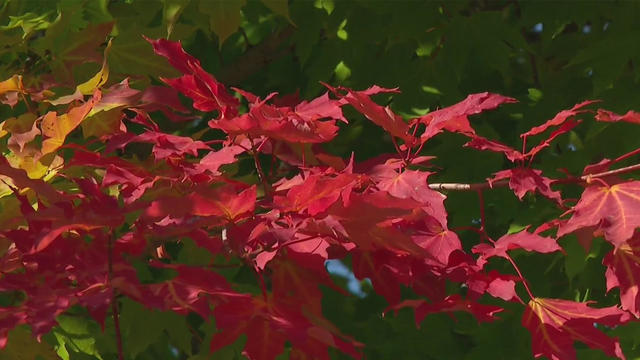 fall-leaves.jpg 