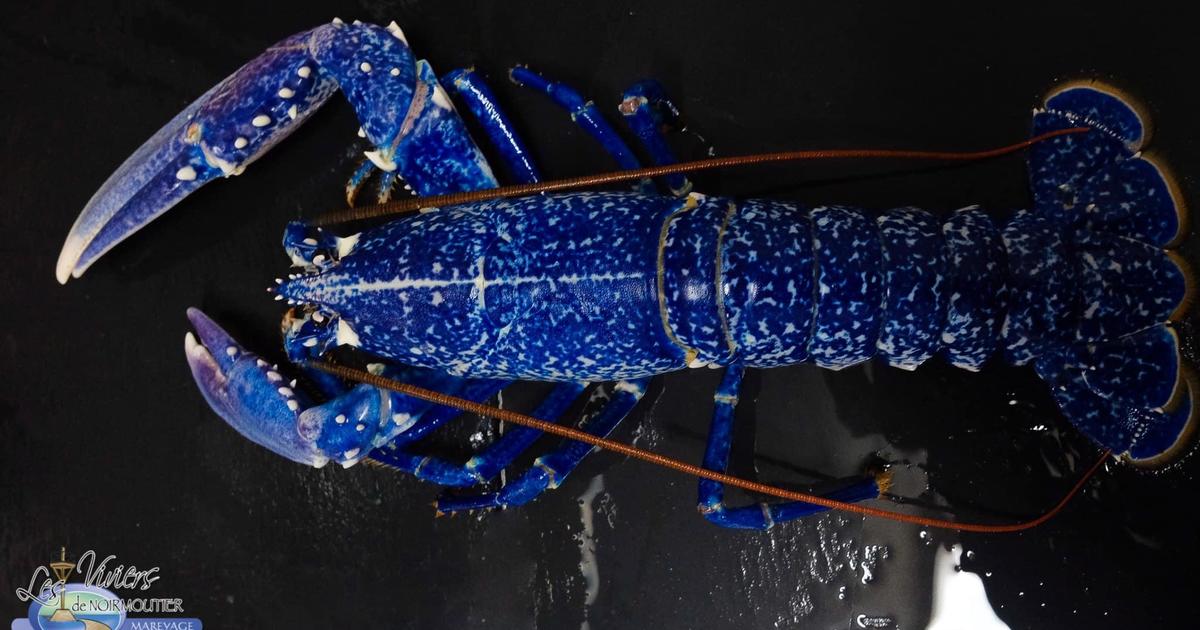 Fishmongers save rare blue lobster instead of selling it