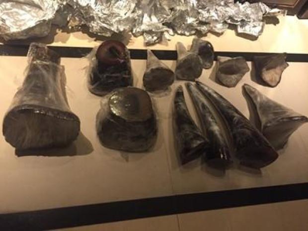 A photo provided by the U.S. attorney's office for the Southern District of New York shows poached rhino horns that were sold to a confidential source. 