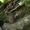 Sloths turn survival of the fittest upside down