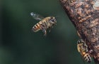 Close-up of bee on honey bee 