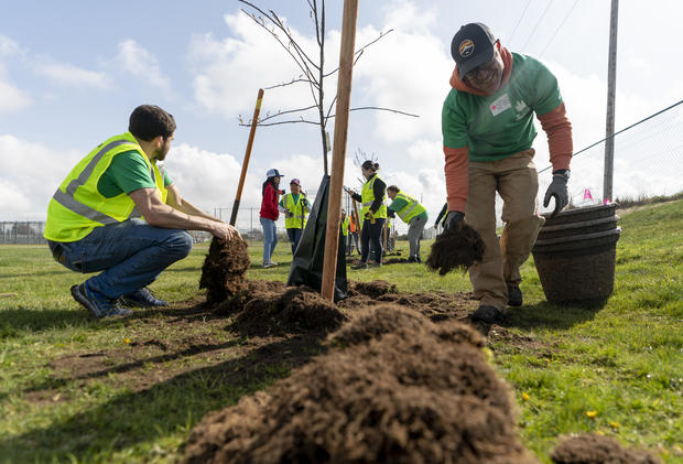 Workers plant trees in open fields at Mount Tahoma High School, an area with only 11% tree cover, during a planting event with American Forests and the Tacoma Tree Foundation on Friday, April 14, 2023, in Tacoma, Washington. 