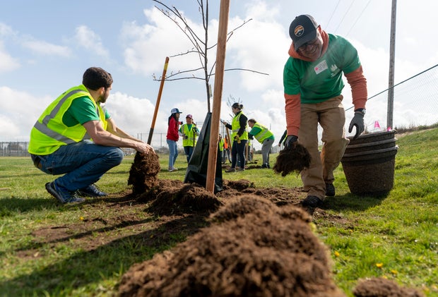 Workers plant trees in open fields at Mount Tahoma High School, an area with only 11% tree cover, during a planting event with American Forests and the Tacoma Tree Foundation on Friday, April 14, 2023, in Tacoma, Washington.
