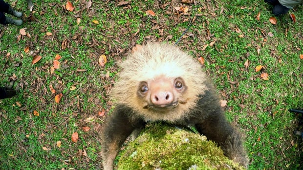 A sloth in Costa Rica